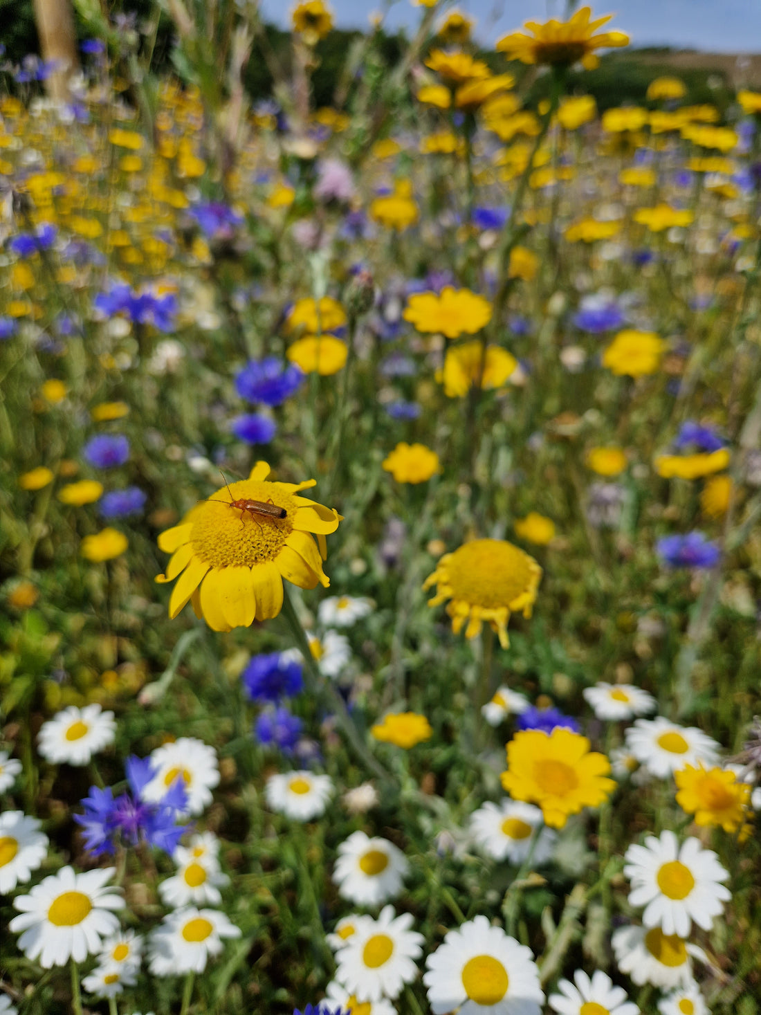 "David...and the birth of Ashes to Blooms!" - 30/03/23