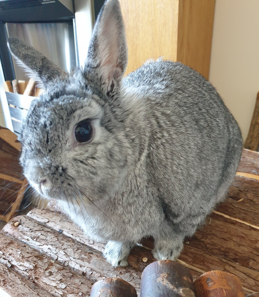 "Ashes to Blooms - The Back Story" - 30/03/23