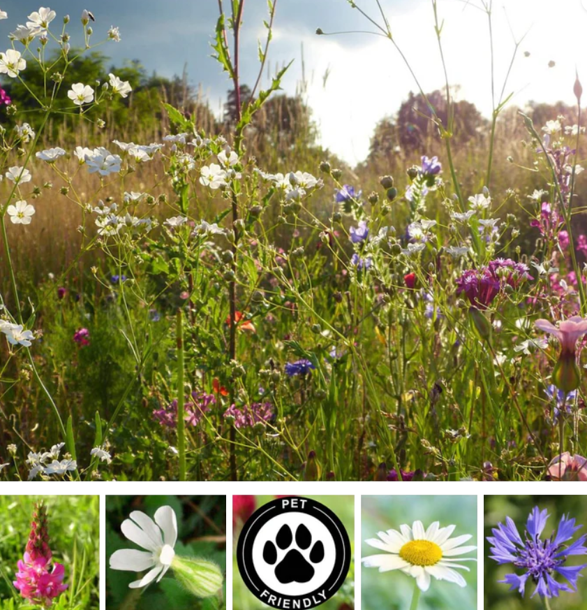Wildflower Memorial Seed Balls - Pet-Friendly Varieties