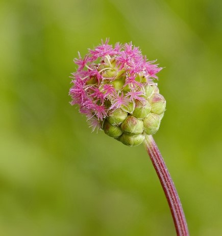 Wildflower Memorial Seed Balls - Chalk-Suited Varieties