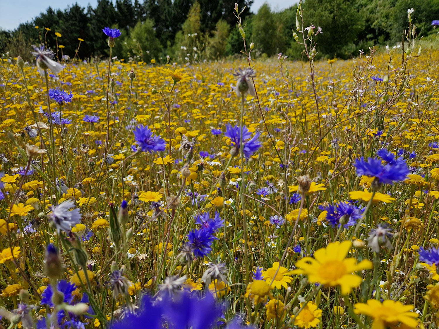 Ashes to Blooms - wildflower memorials, keepsake ashes, seedballs - blue and yellow wildflowers