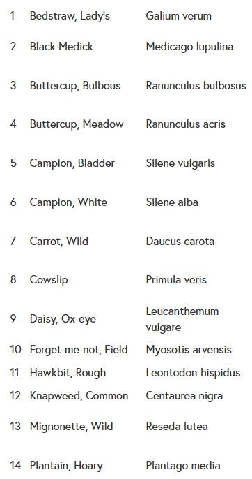 Wildflower Memorial Seed Balls - Dry/Sand Suited Varieties