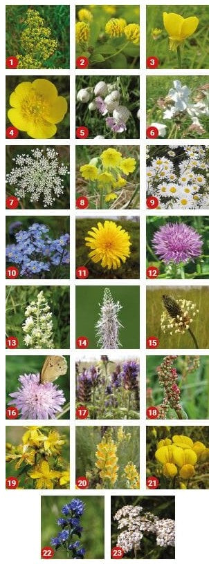 Wildflower Memorial Seed Balls - Dry/Sand Suited Varieties