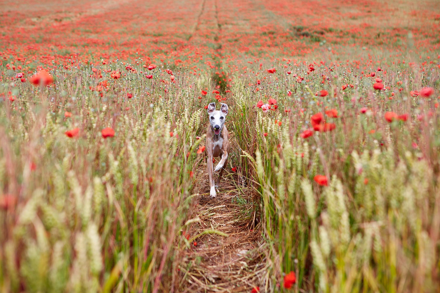 Ashes to Blooms - wildflower memorials, keepsake ashes, seedballs - brown whippet dog running in poppy field