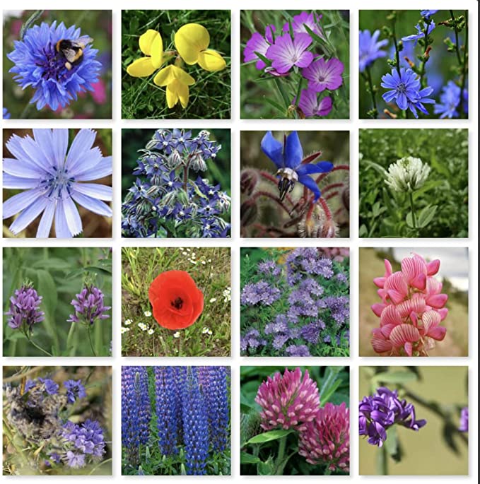 Ashes to Blooms - wildflower memorials, keepsake ashes, seedballs - flower varieties